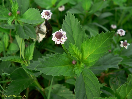 {Phyla lanceolata}